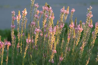 Close-up of pink flowering plants on field