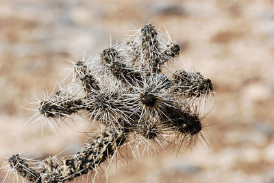 Close-up of dried plant