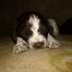 Close-up of a dog sleeping