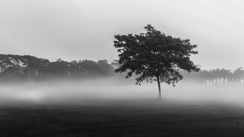 Tree on landscape against sky