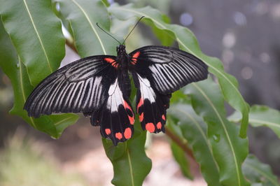 Butterfly perching on flower