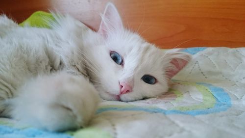 Close-up portrait of cat relaxing at home