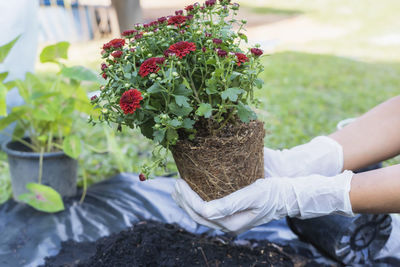 Midsection of woman holding potted plant