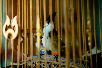 Close-up of bird perching in cage