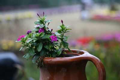 Close-up of purple flower pot