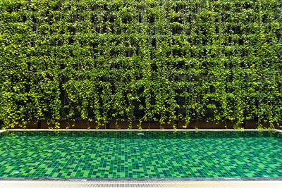 Plants growing in swimming pool against trees