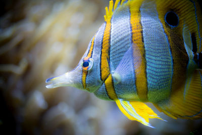 Close-up of fish swimming in sea