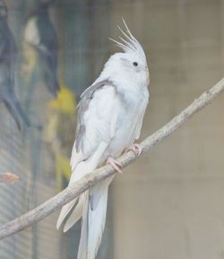 Close-up of bird perching outdoors