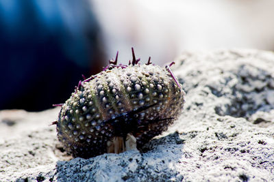 Close-up of shell on beach