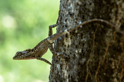 Close-up of lizard on tree trunk