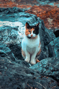 Portrait of cat sitting on rock