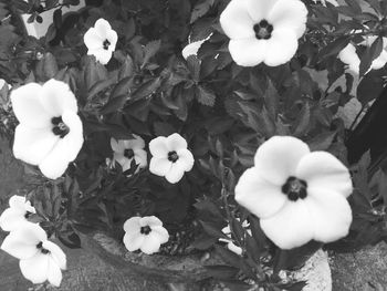 High angle view of white flowering plant on field