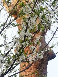 Low angle view of fresh flower tree against sky