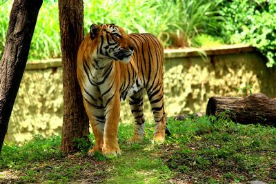 Close-up of tiger in forest