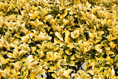 Close-up of yellow flowers blooming outdoors