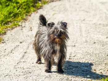 High angle portrait of dog on sand