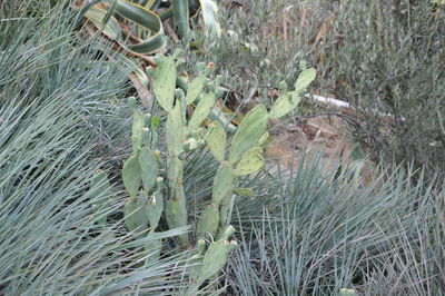 High angle view of grass on field