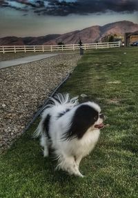 Cat on field by mountain against sky