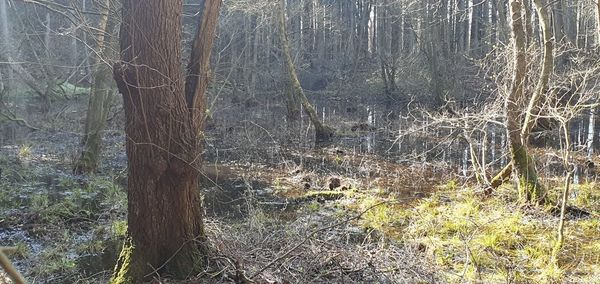 Plants growing on land in forest