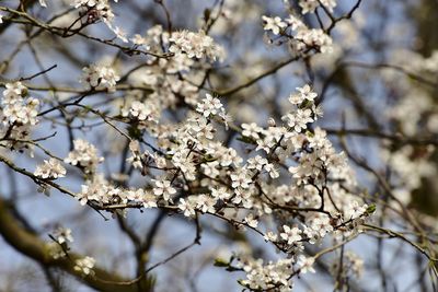 Close-up of apple blossoms in spring