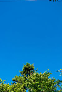 Low angle view of trees against blue sky