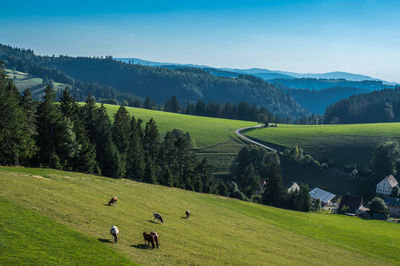 Scenic view of agricultural field against sky