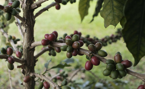 Close-up of berries growing on tree