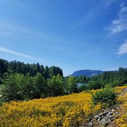 Yellow flowers growing on field against sky