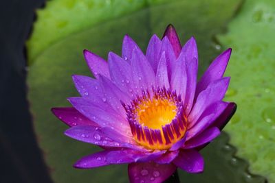 Close-up of water lily in pond