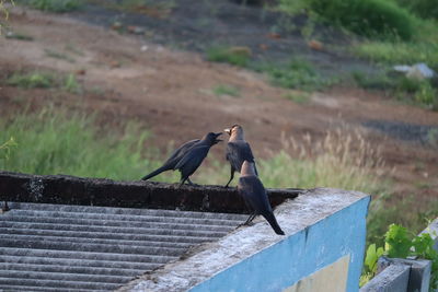 Birds perching on railing