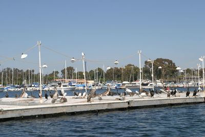 Sailboats in sea against clear blue sky