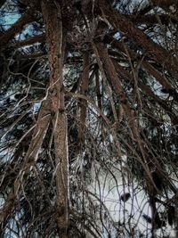 Low angle view of tree against sky