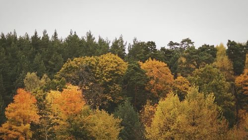 Scenic view of autumn trees against clear sky