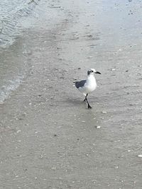 High angle view of seagulls on beach