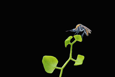 Close-up of insect on leaf against black background