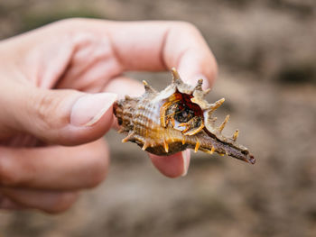 Close-up of person holding crab