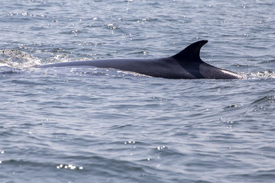 View of duck swimming in sea