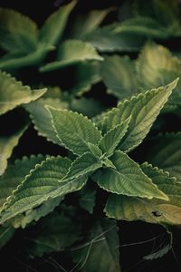 Close-up of fresh green leaves