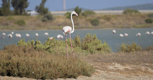 View of a bird on land