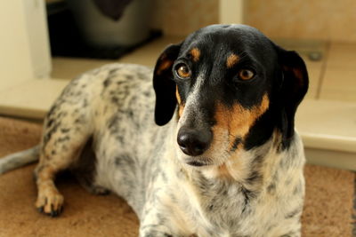 Close-up portrait of dog relaxing on rug at home