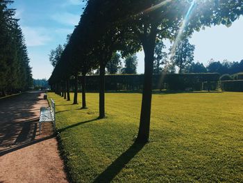 Trees in park on sunny day