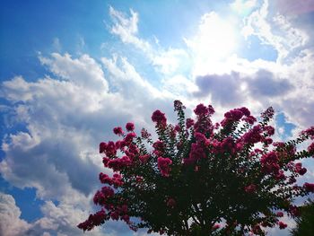 Low angle view of pink flowers against cloudy sky