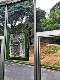 Plants seen through window