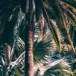 Low angle view of palm trees