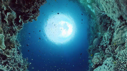 Low angle view of coral swimming in sea