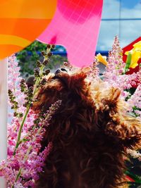 Close-up of dog with flowers