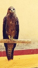 Close-up of an animal on wooden wall