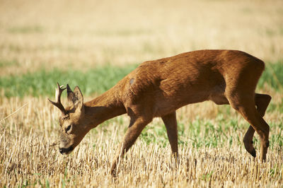 Roe deer buck in field near taunton.