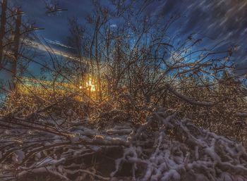 Bare tree on snow covered landscape