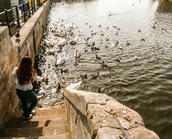 Rear view of woman looking at birds floating on sea in summer